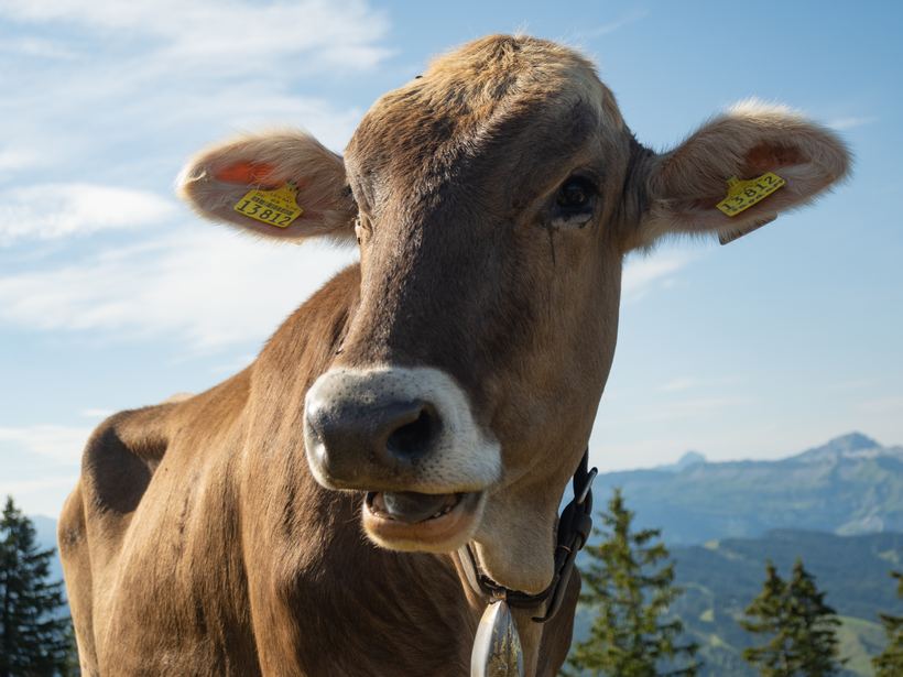 Neugieriges Allgäuer Braunvieh vor Bergkulisse
