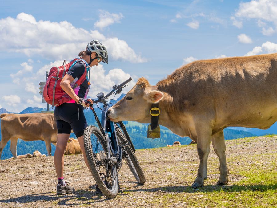 Mountainbike und Braunvieh auf einer Alp im Allgäu